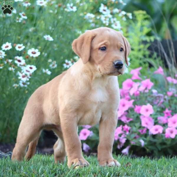 Ace, Yellow Labrador Retriever Puppy