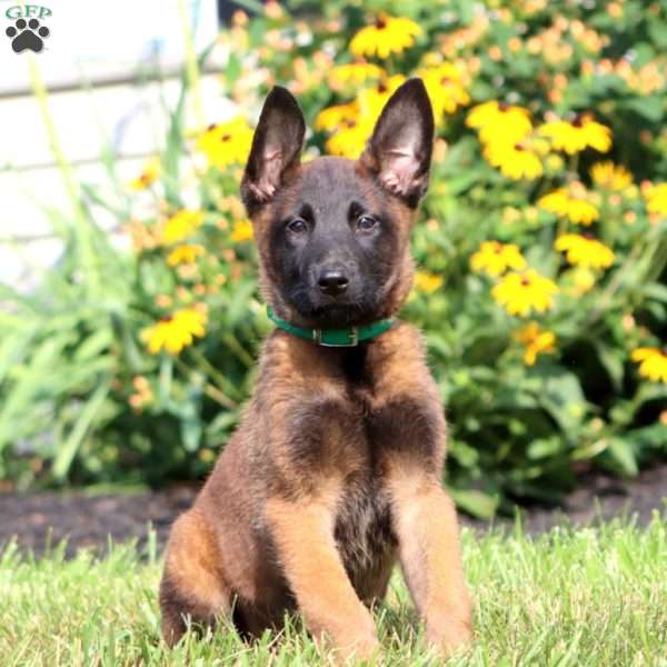 Ace, Belgian Malinois Puppy