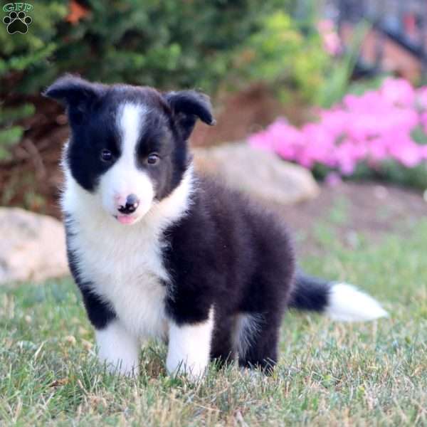 Ace, Border Collie Puppy