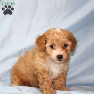 Ace, Maltipoo Puppy