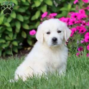 Ace, English Cream Golden Retriever Puppy