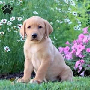 Ace, Yellow Labrador Retriever Puppy
