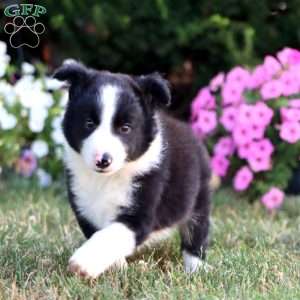 Ace, Border Collie Puppy