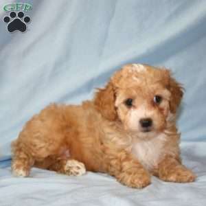Ace, Maltipoo Puppy