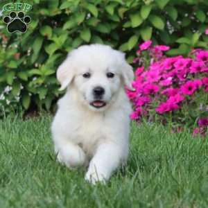 Ace, English Cream Golden Retriever Puppy