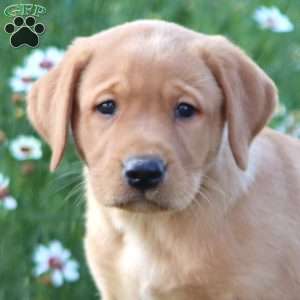 Ace, Yellow Labrador Retriever Puppy