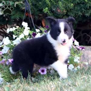 Ace, Border Collie Puppy