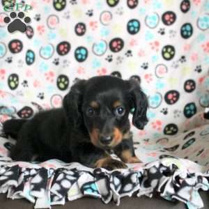 Adam, Dachshund Puppy