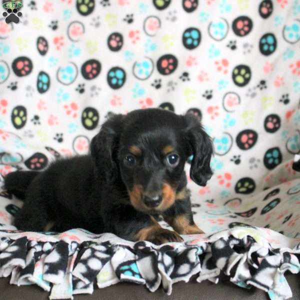 Adam, Dachshund Puppy