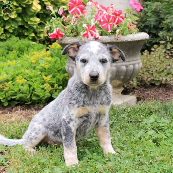 Adam, Blue Heeler – Australian Cattle Dog Puppy