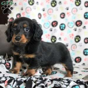 Adam, Dachshund Puppy