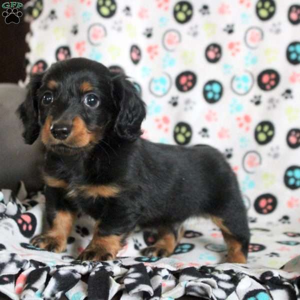 Adam, Dachshund Puppy