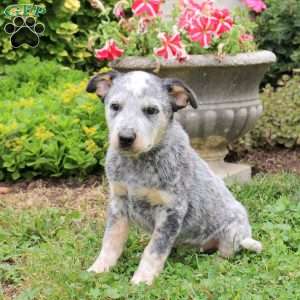 Adam, Blue Heeler – Australian Cattle Dog Puppy
