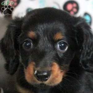 Adam, Dachshund Puppy