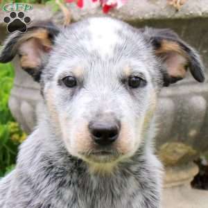 Adam, Blue Heeler – Australian Cattle Dog Puppy