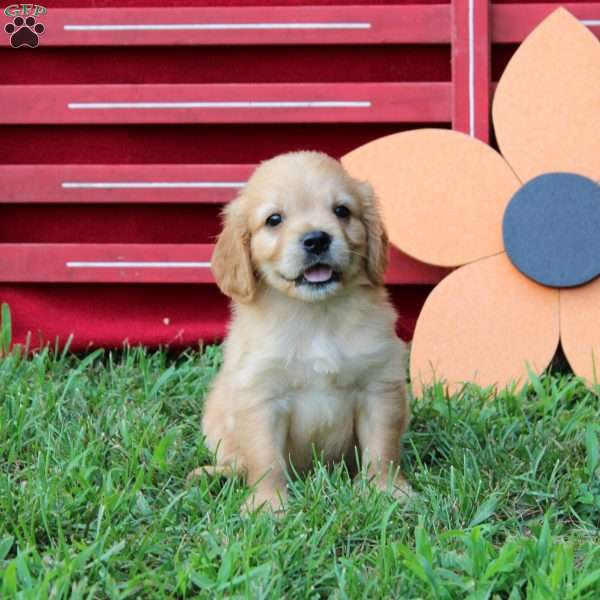 Adam, Miniature Golden Retriever Puppy