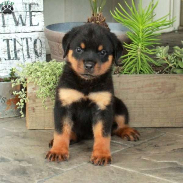Adelaide, Rottweiler Puppy