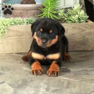 Adelaide, Rottweiler Puppy