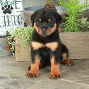 Adelaide, Rottweiler Puppy