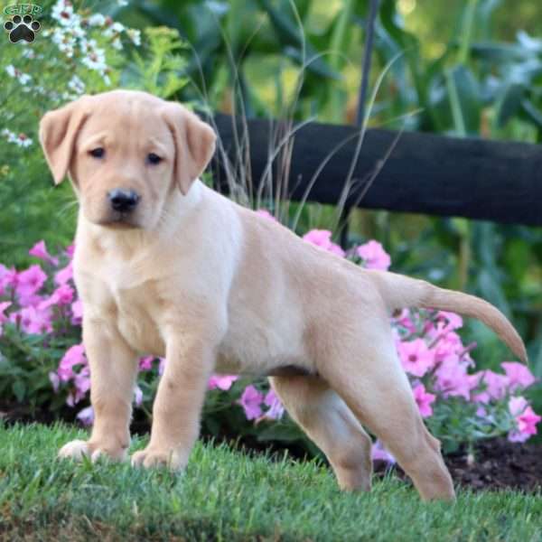 Adelle, Yellow Labrador Retriever Puppy
