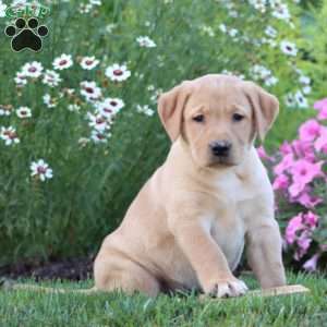 Adelle, Yellow Labrador Retriever Puppy