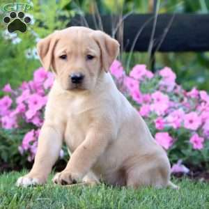 Adelle, Yellow Labrador Retriever Puppy