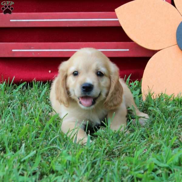 Adler, Miniature Golden Retriever Puppy