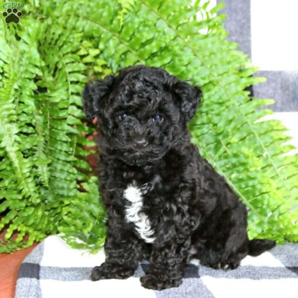 Ajay, Miniature Poodle Mix Puppy