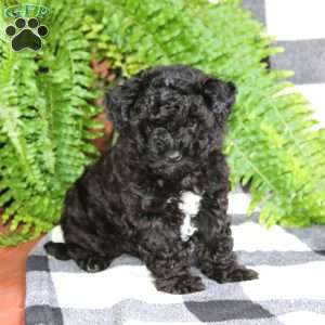 Ajay, Miniature Poodle Mix Puppy
