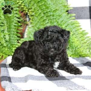 Ajay, Miniature Poodle Mix Puppy