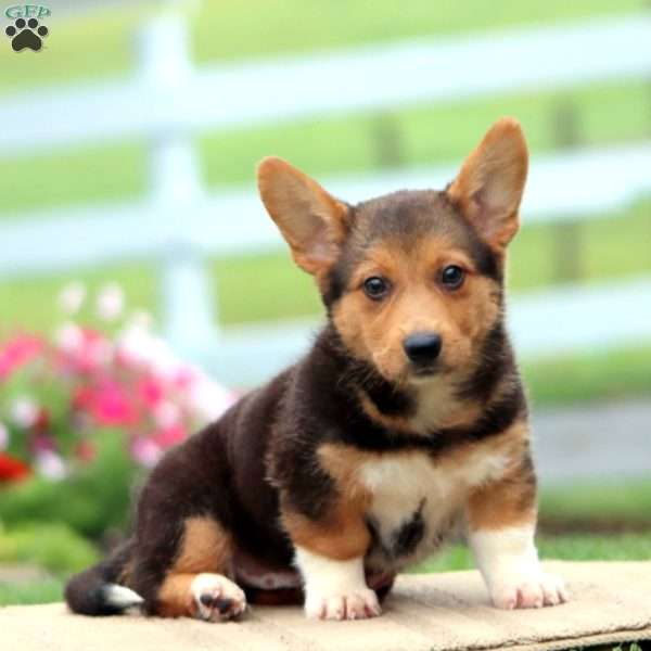 Alex, German Shepherd Mix Puppy