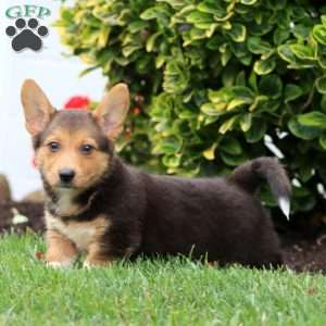 Alex, German Shepherd Mix Puppy