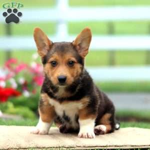 Alex, German Shepherd Mix Puppy