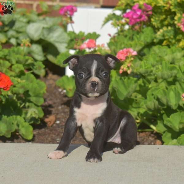 Alice, Boston Terrier Puppy