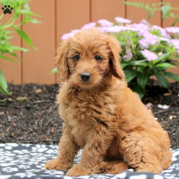 Alice, Mini Goldendoodle Puppy