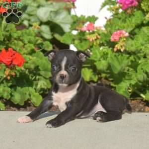 Alice, Boston Terrier Puppy