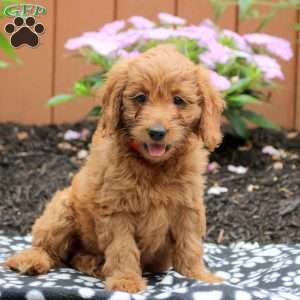 Alice, Mini Goldendoodle Puppy