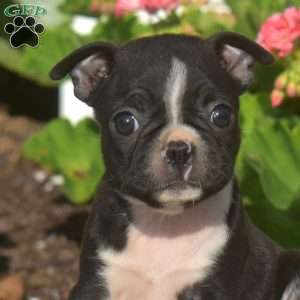 Alice, Boston Terrier Puppy