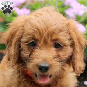 Alice, Mini Goldendoodle Puppy