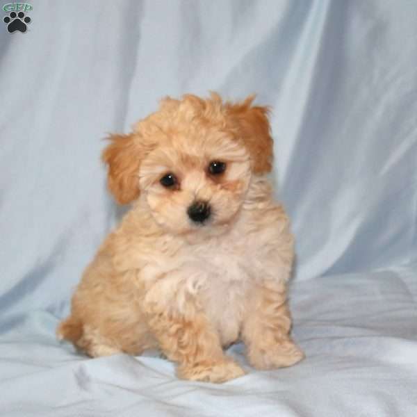 Alice, Maltipoo Puppy