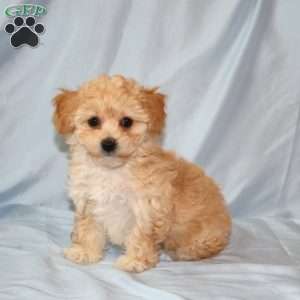 Alice, Maltipoo Puppy