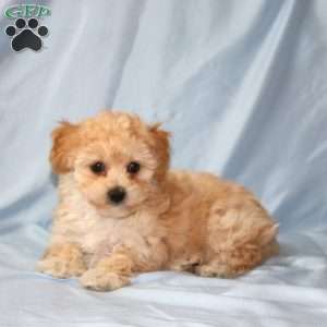 Alice, Maltipoo Puppy