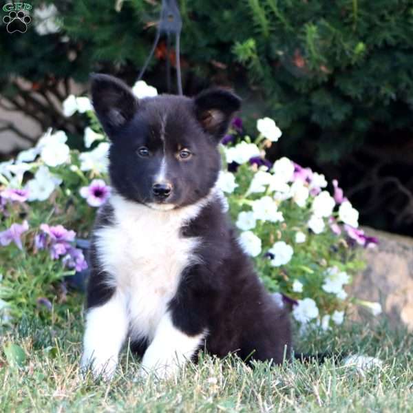 Alisha, Border Collie Puppy