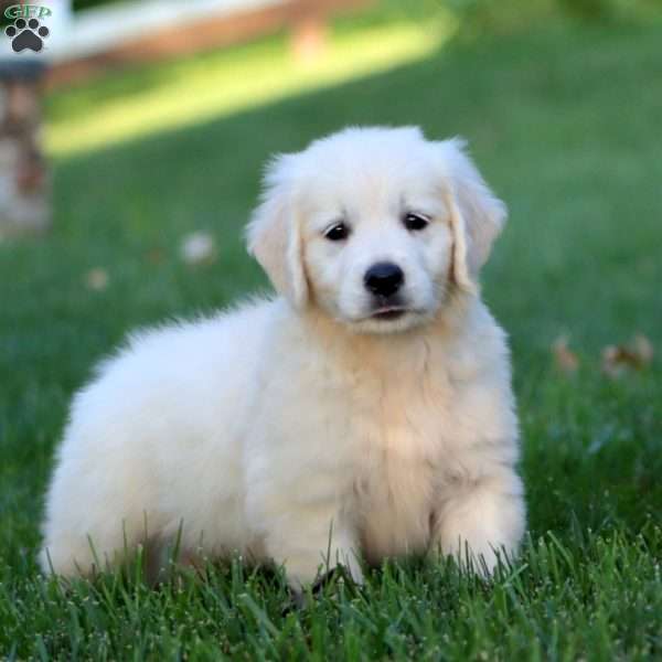 Alisha, English Cream Golden Retriever Puppy