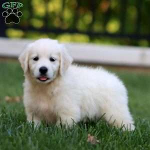 Alisha, English Cream Golden Retriever Puppy