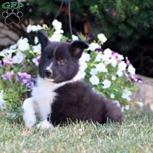 Alisha, Border Collie Puppy