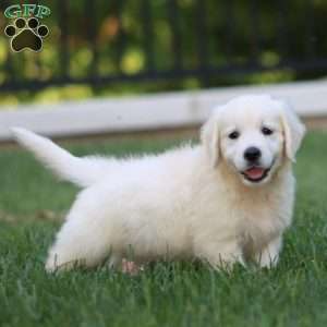 Alisha, English Cream Golden Retriever Puppy