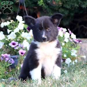 Alisha, Border Collie Puppy