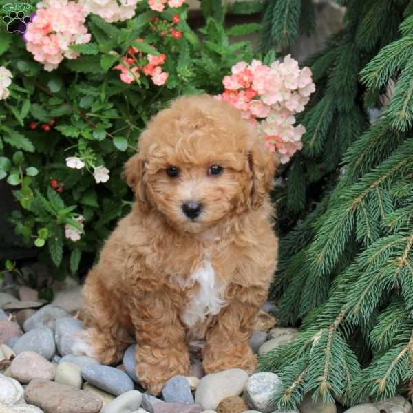 Allie, Bich-Poo Puppy