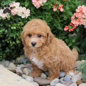 Allie, Bich-Poo Puppy
